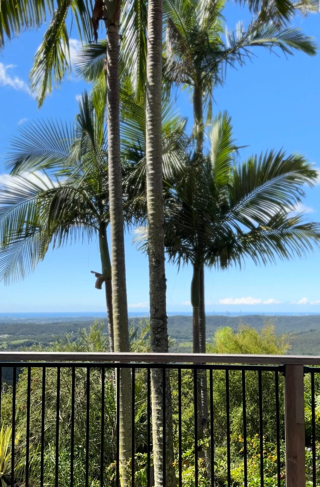 Coastal view through the palms from the verandah