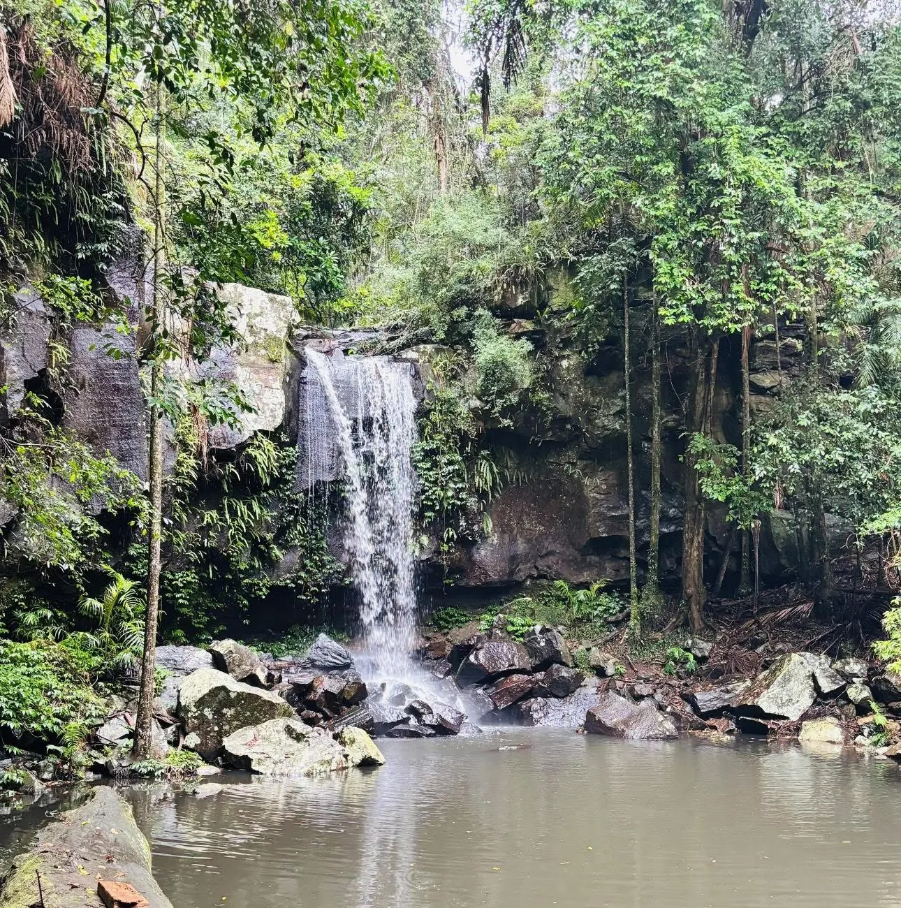 Curtis Falls waterfall cascading over a rock face into a still forest pool, surrounded by dense rainforest