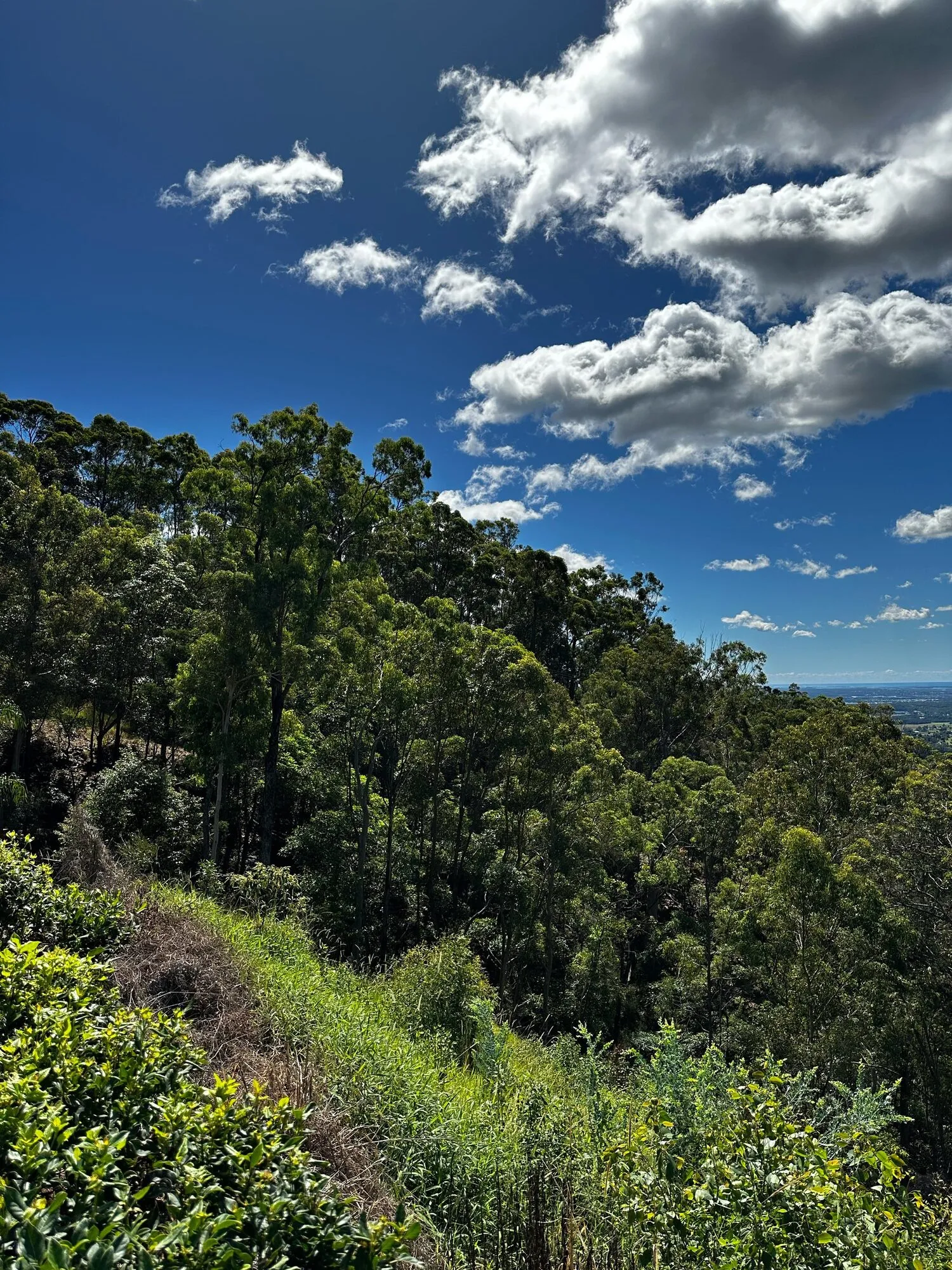 Eucalypt hillside below the retreat