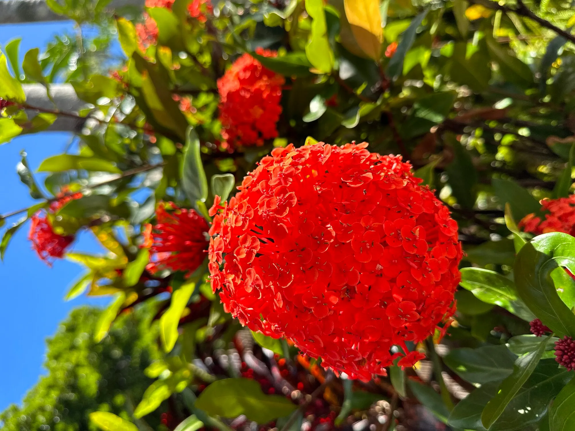 Red ixora flowers in the garden