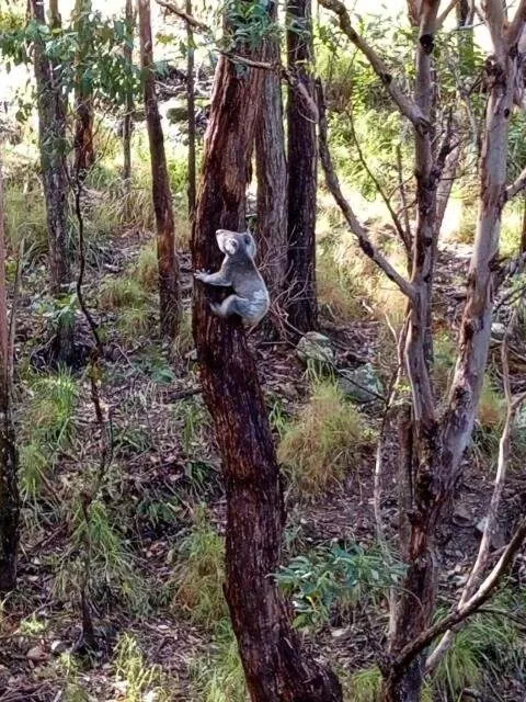 Koala in a tree on the property