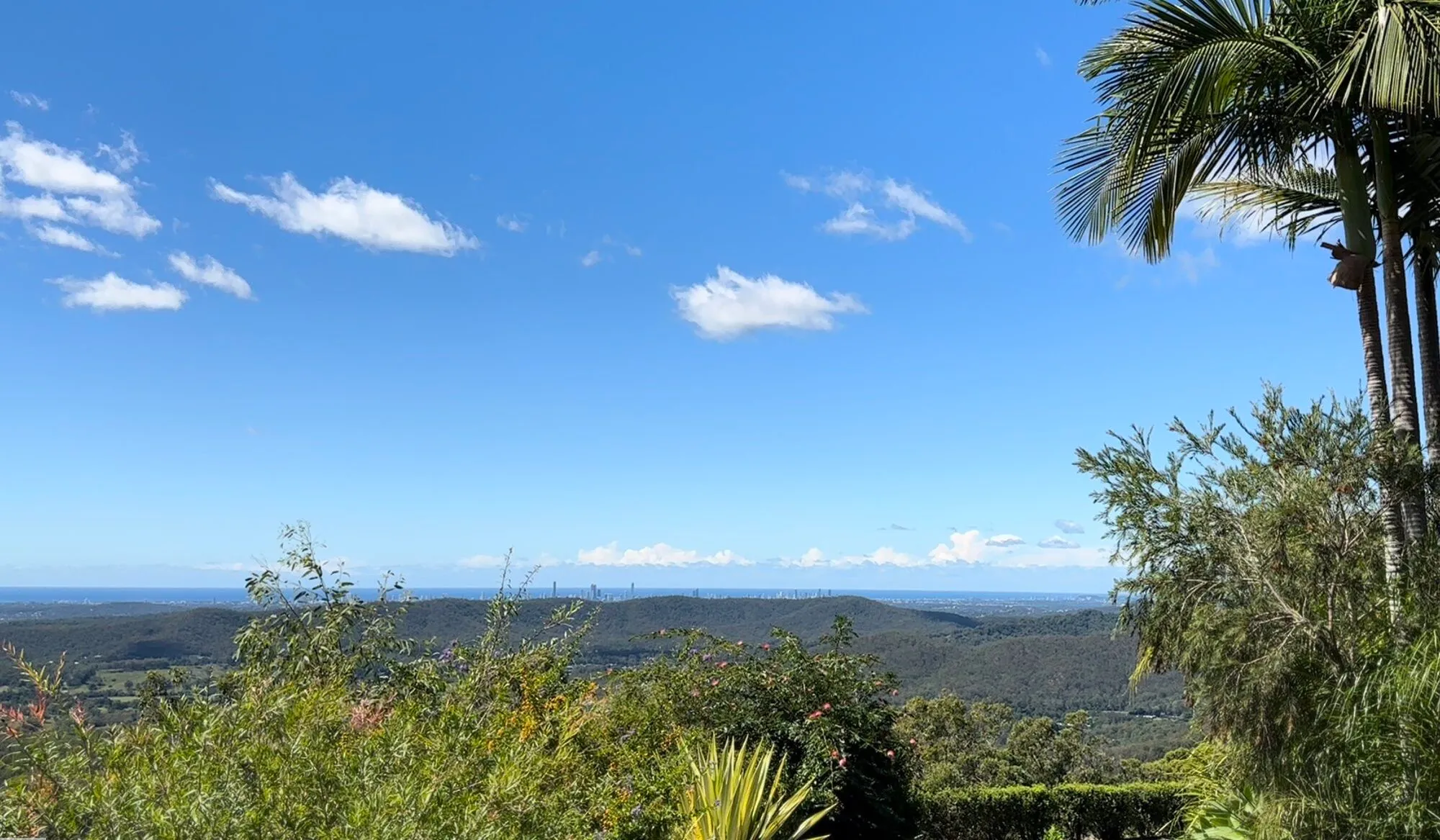 Palm-framed coastal view