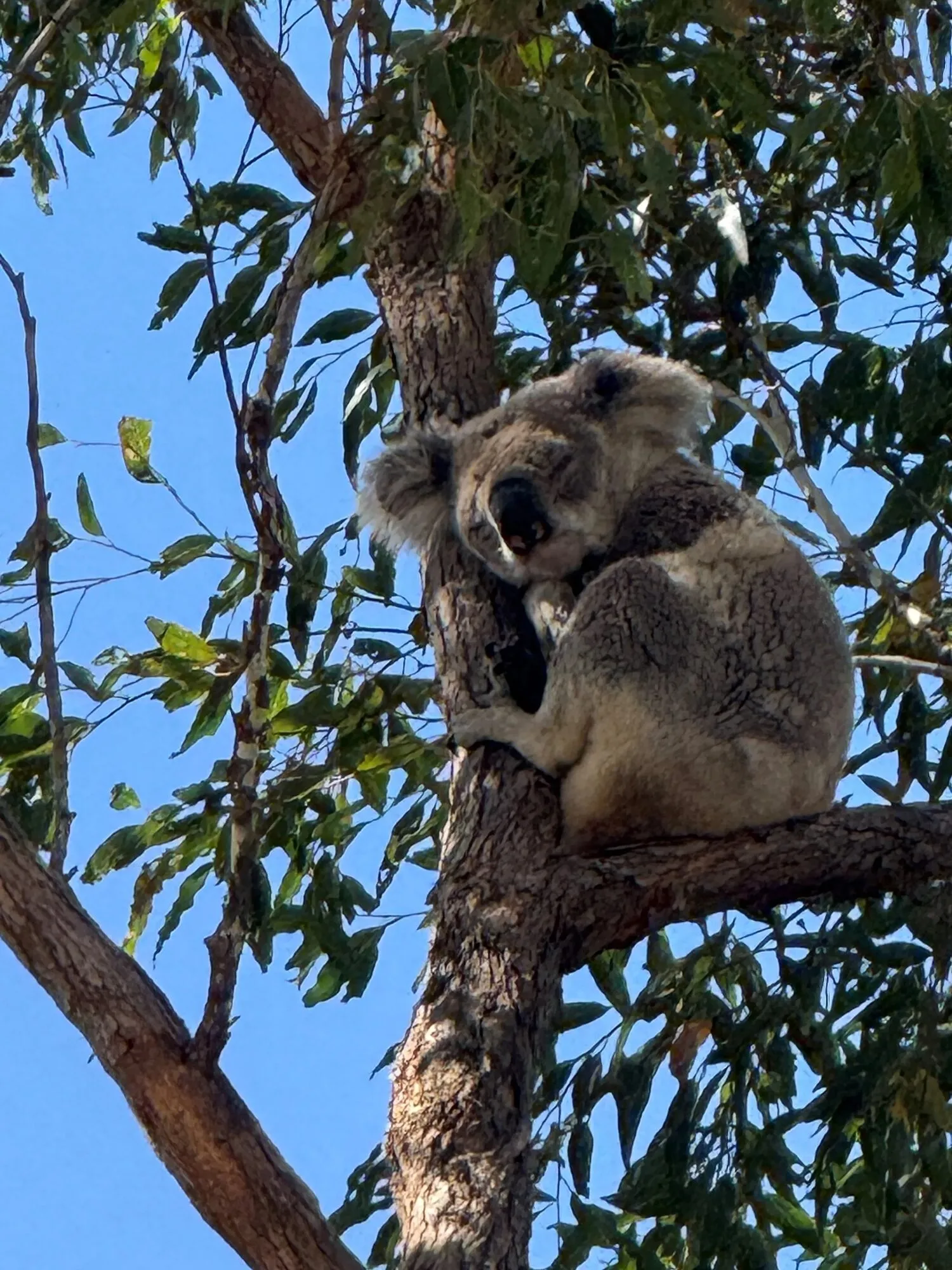 A resident koala resting in a gum tree on the property