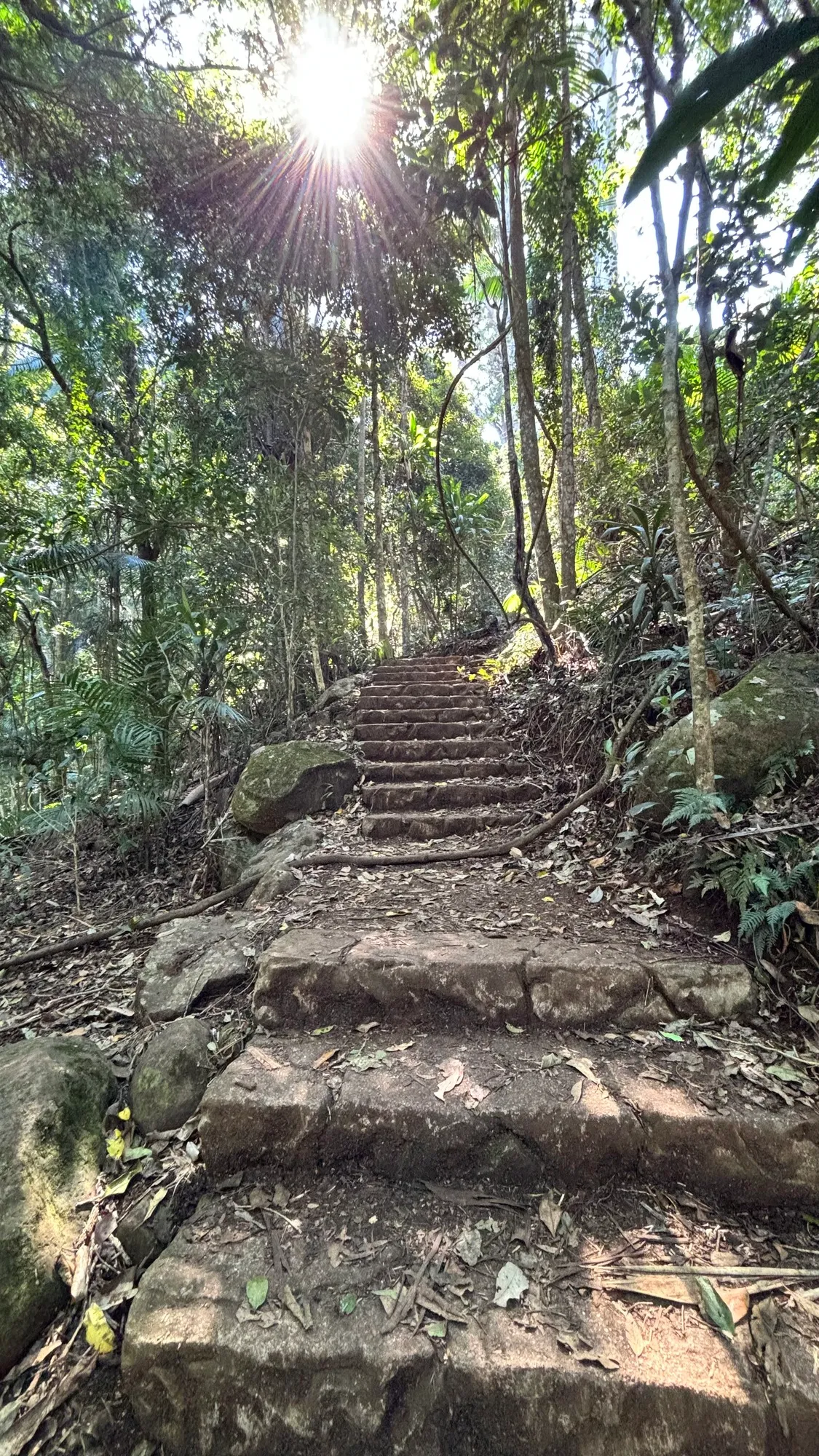 Stone steps ascending a rainforest walking trail with sunlight filtering through the canopy